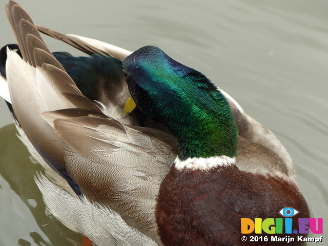 FZ029699 Northern Mallard (Anas platyrhynchos platyrhynchos)